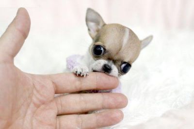 Extremely Tiny Tcup Chihuahua puppies 