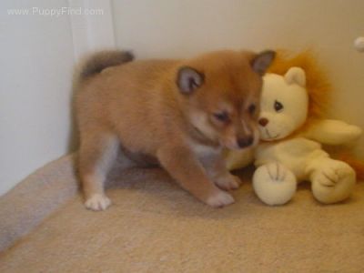 Free Shiba Inu Puppy to be Pampered