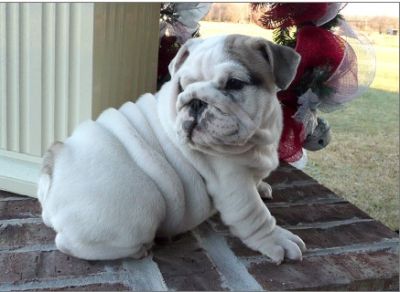 ajaja  Bulldog puppies for sale