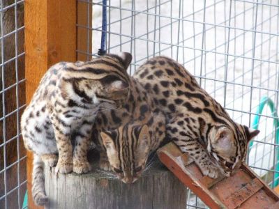 f1 f6 savannah kittens ocelot kittens caracal kittens serval kittens and white lion cubs.