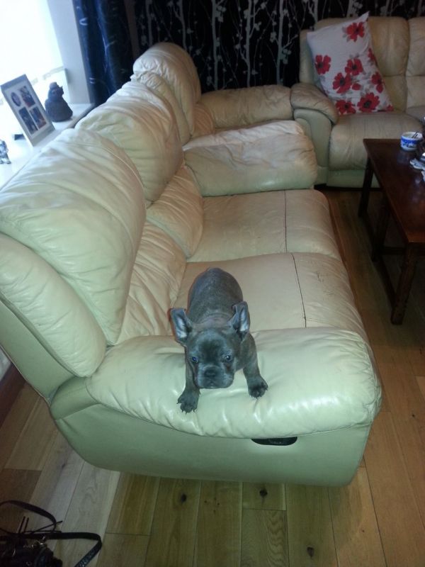 Superb Blue Pied French Bulldog Puppies