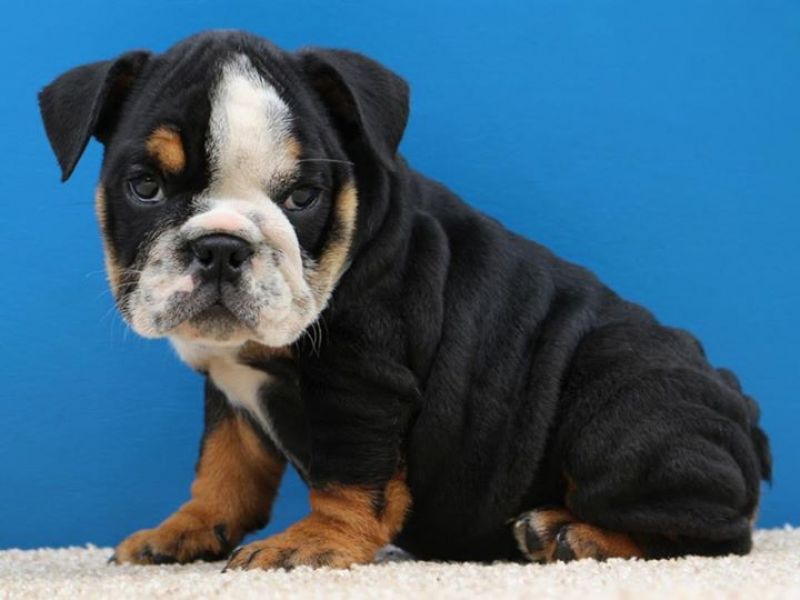 English bulldog Puppies