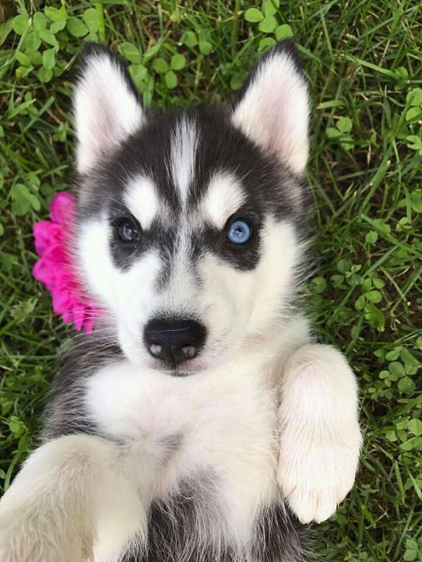Cutest blues eyes siberian husky for adoption into good homes 