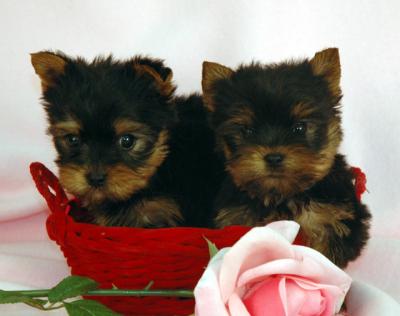Xmass Yorkshire Terrier Pups Available text me on (415) 663-7605 for details