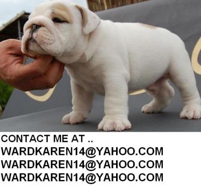 English bulldog puppies for sale now 
