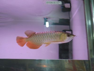 Healthy Aquarium Arowana fishes for sale 