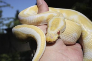 Albino and Piebald Ball Pythons for adoption
