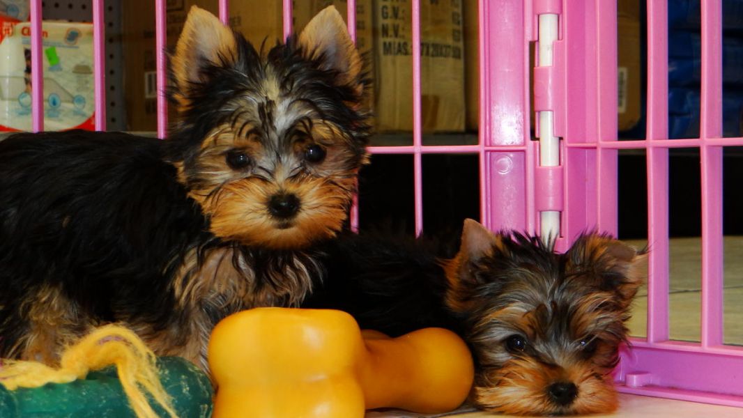 Quality Y.o.r.k.i.e P.u.p.s (406) 225-7611