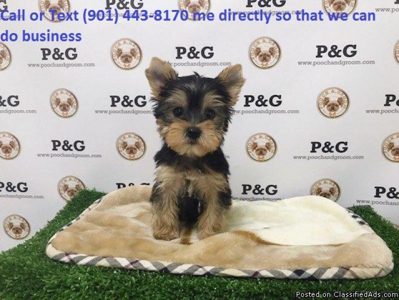 Pedigree Yorkshire Terriers Puppies