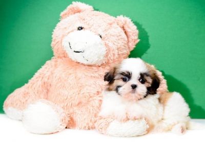 Simo is a healthy and playful Tcup  Shih Tzu puppy in need of a forever home