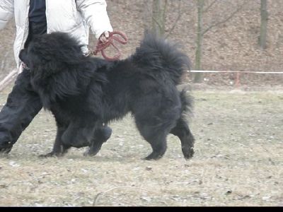 Tibetan Mastiff, Do-Khyi