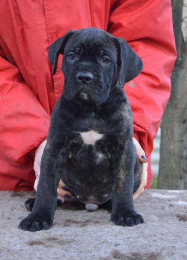 Cane corso - stunning pedigree puppies