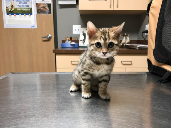 TICA Registered Bengal Kittens Available  