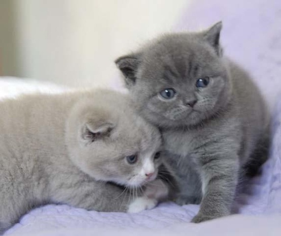 Pedigree British Shorthair Blue Kittens With Great Health History