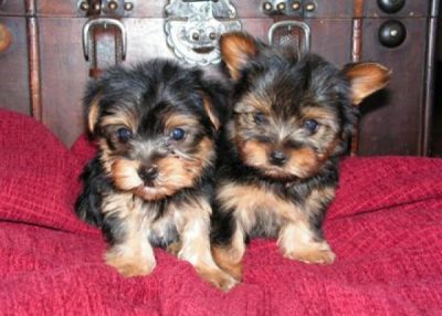 TEACUP YORKIE PUPPIES