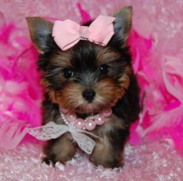 2 Yorkie Puppies For Adoption.