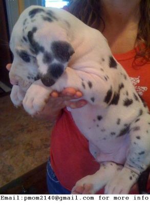 Great dane puppies for good homes