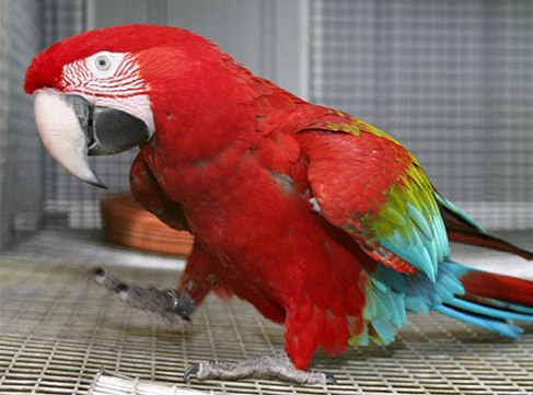  Beautiful And Intelligent Green Winged Macaws Parrots