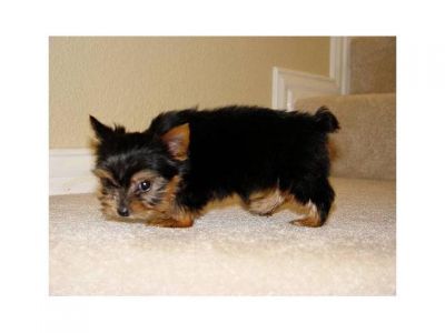  Teacup Yorkie Puppies Available.