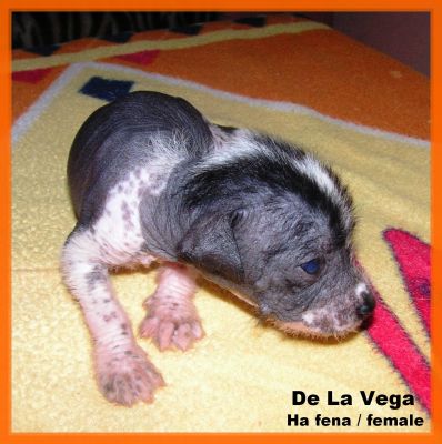 peruvian hairless dog small