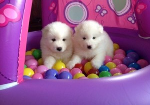 Samoyed Puppies   