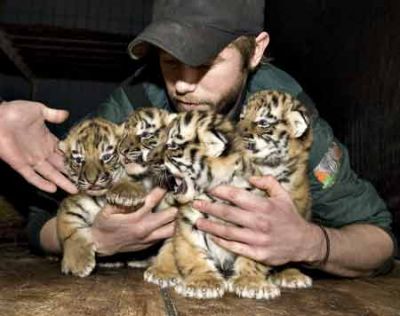 Tiger cubs for sale