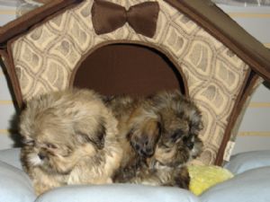 LHASA APSO FOR SALE