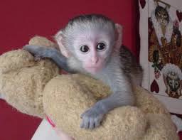 Male & Female Babies Capuchin,Marmoset, Squirrel & Spider monkeys for free adoption