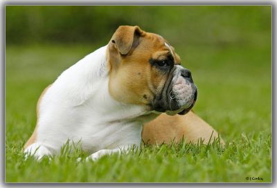 WELL TRAINED ENGLISH BULLDOG PUPPIES READY FOR NEW HOME