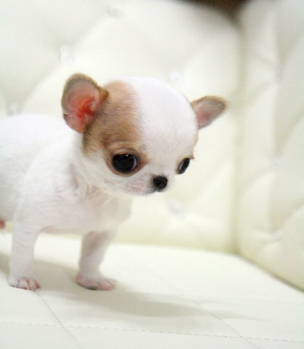 Teacup Chihuahua Puppies 