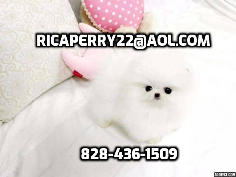 Micro Teacup Platinum Quality White Pom!