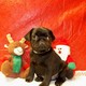 Pug Puppies for Sale
