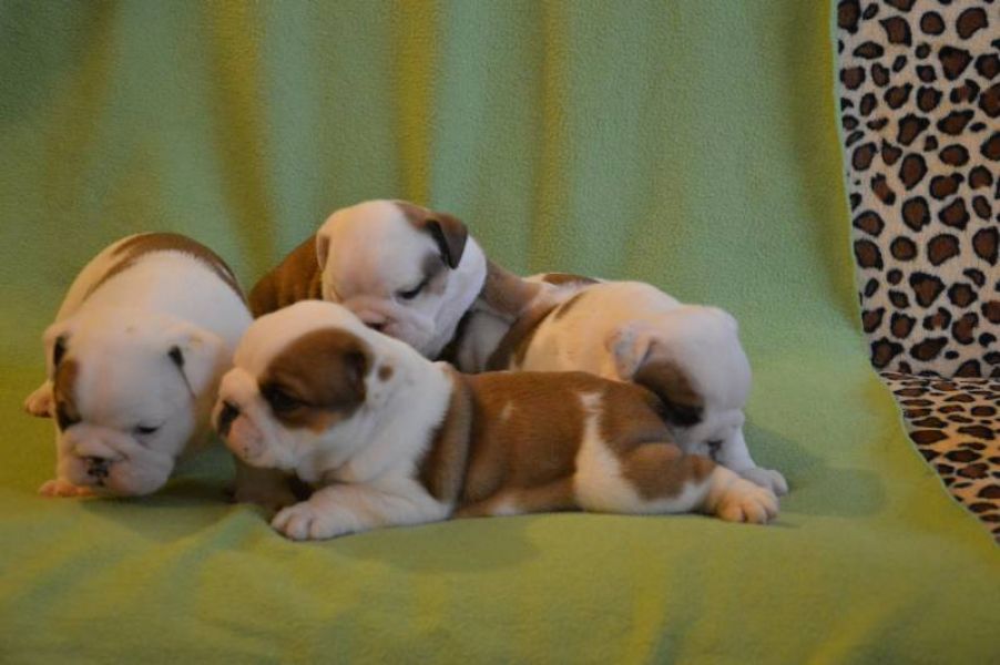 English Bulldog puppies with pedigree for sale