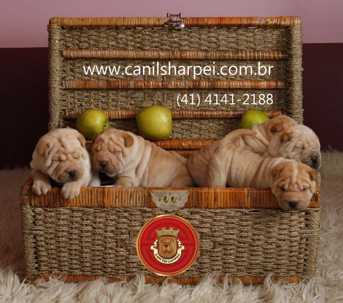  Sharpei puppies - BRAZIL