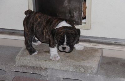 adorable good looking english bulldog for sale.