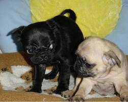 Standard Clean Condition Great Personality Pug Puppies Available.