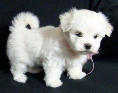 Gorgeous Maltese Puppy Available For Adoption
