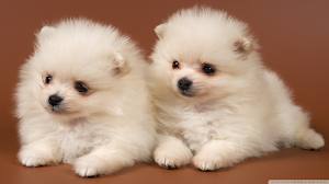 Early X-mas Pomeranian Mix pups Adorable ready