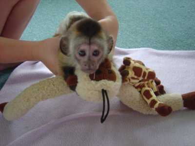 Male and female capuchin monkeys for adoption