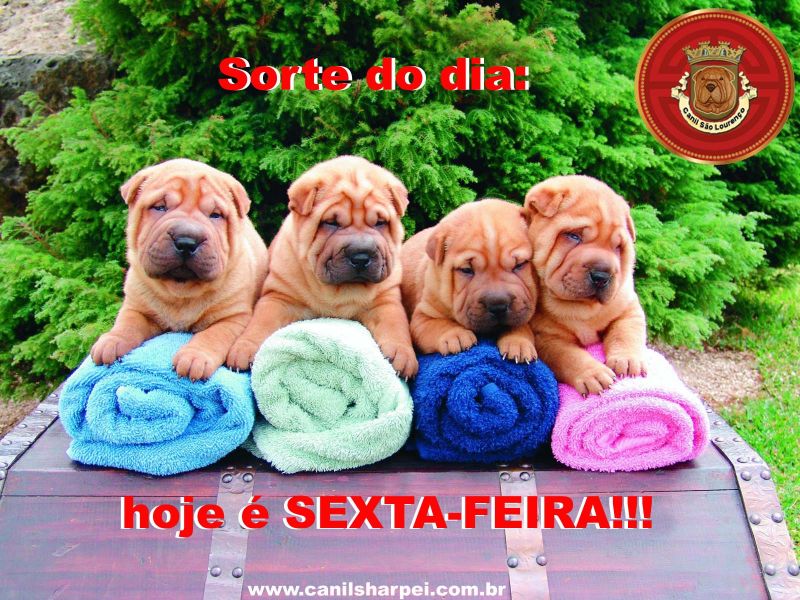  Sharpei puppies - BRAZIL