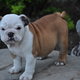 Amazing Cute English Bulldog Puppies ready for a new home