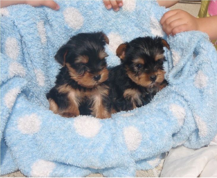 Kc Yorkie Boy and girl ! Ready Now 