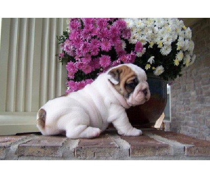 ADORABLE AND socialized ENGLISH BULLDOG PUPPIES FOR sale