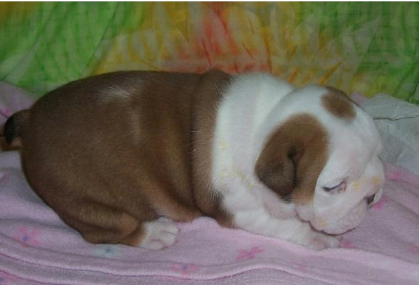 Cute MALE & Female English bulldog for new home 