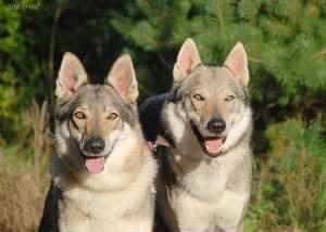 Czechoslovakian Wolfdog