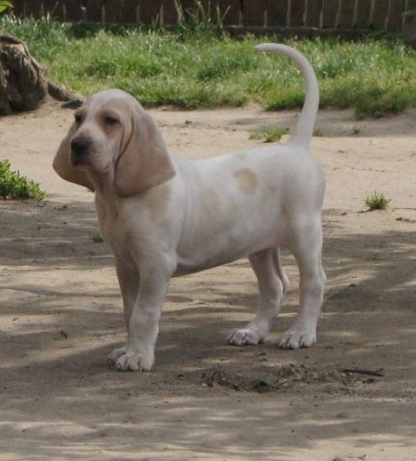 PORCELAINE - noble, rare breed with amazing nature