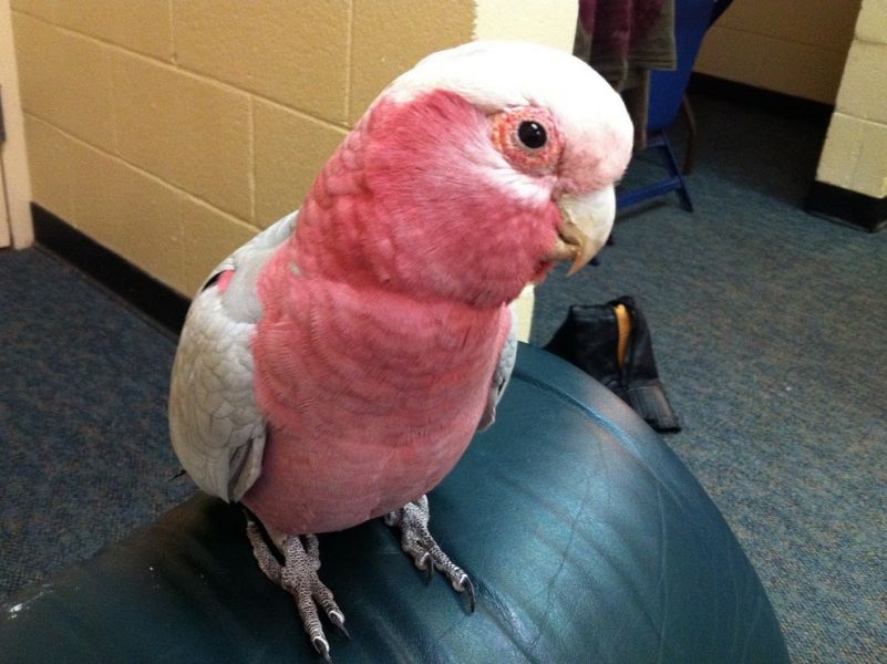 Handfeedi Rose Breasted Cockatoo Babies