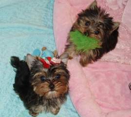 Gorgeous Male and Female Teacup yorkie Puppies for adoption