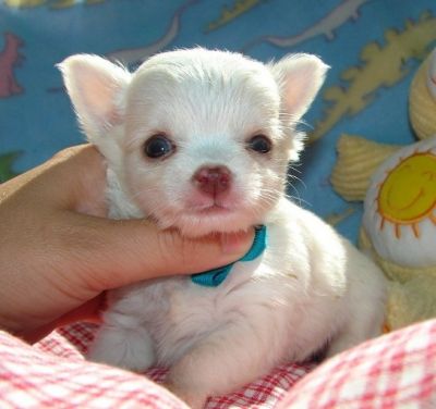 Tiny  chihuahua puppies