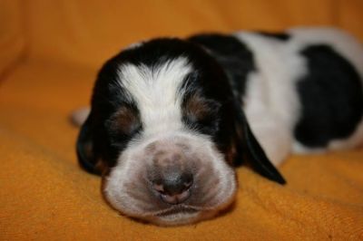 Purebred Basset Hound puppies